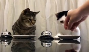 L’une des vidéos les plus virales de la semaine : ces deux chats tapent sur la sonnette pour avoir des croquettes