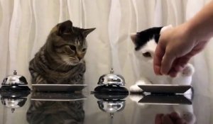 Ces 2 chats sonnent pour avoir à manger... Tellement mignon