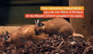 Carnet rose à la Ménagerie, le zoo du jardin des Plantes à Paris