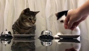 Des chats passent commande avec une sonnette pour obtenir leurs croquettes