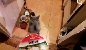 Ce chat veut absolument tout manger!
