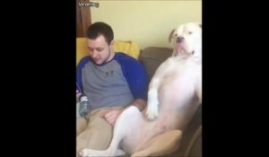 Quand ton chien se prend pour un humain... Un gros beauf même