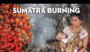 Sumatra Burning: The heart of palm oil (PART 2)