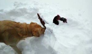 Un labrador courageux sauve deux poules coincées dans la neige !