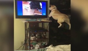 Un chien veut jouer avec des chiens à la télé