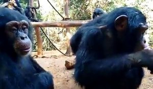 Ce singe a surpris même les scientifiques. Quand vous verrez ses yeux, vous serez captivés !