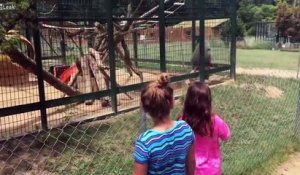 Deux filles provoquent un babouin au zoo, mais elles vont regretter amèrement leur geste
