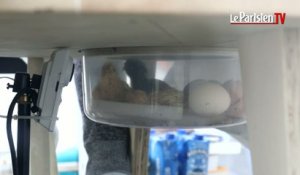 Après 3 semaines de couvaison, Abraham Poincheval voit éclore ses œufs