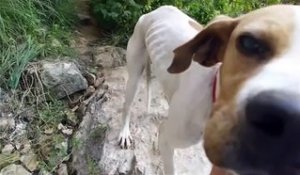 Un chien abandonné dans un ravin voit ses sauveurs…sa réaction est ÉMOUVANTE !