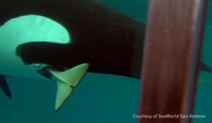 Assistez à la naissance d'un bébé orca à SeaWorld