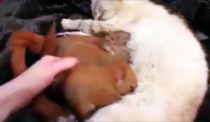 Cette maman chien allaite des bébés écureuils !