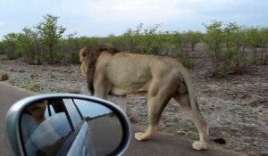Rouler en voiture à côté d'un Lion.. LES FOUS