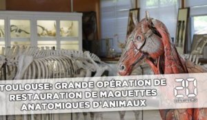 Toulouse: Cheval, œuf, dindon… ils vont restaurer des maquettes anatomiques rares
