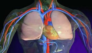 L'embolie pulmonaire expliquée en vidéo