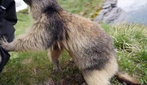 Ce photographe tombe sur une adorable marmotte… Regardez bien ce qui suit !