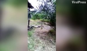 Un python en Malaisie a mangé une chèvre,il finit par le payer cher