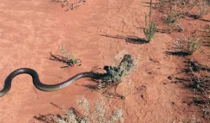 Ce serpent a trouvé son diner : un gros lézard