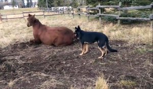 Ce chien gratte l'amitié à un cheval... Adorable