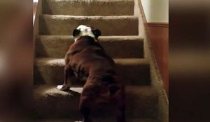 Ce chien a tellement la flemme de monter les escaliers qu'il se le fait en marche arrière...
