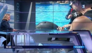 Un arrêté interdit à terme la captivité des dauphins et des orques en France