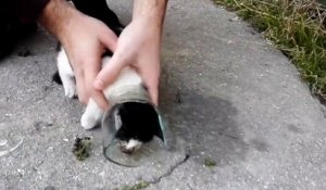 Il sauve un chaton qui a la tête coincée dans une bouteille en verre