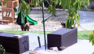 Ce chien fait bien son taf et chasse un ours du jardin