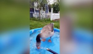 Ca c'est de la danse des canards !