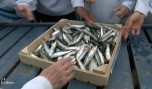 Vendée : L'arrivée des premières sardines de printemps
