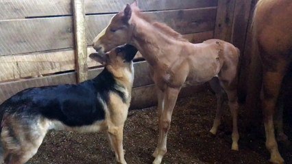 Ce Berger Allemand Se Lie D Amitie Avec Un Bebe Cheval Adorable Sur Orange Videos