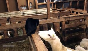 Un chat vs Un mouton