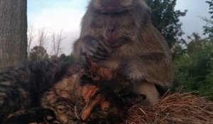 Un singe cherche les poux d'un chat