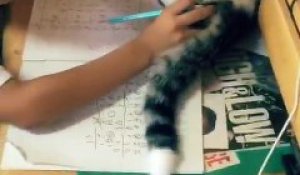 Dur dur de faire ses devoirs avec un chat