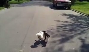 Ce chat guide son copain chien qui est aveugle