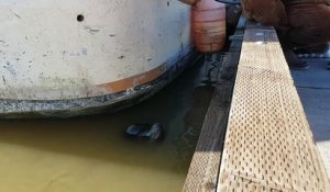 Un lion de mer met une fillette à l'eau !