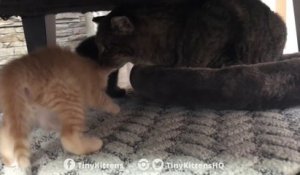 Ce Petit Chat Se Fait Malmener Par Cette Adorable Souris Sur Orange Videos