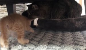 Comment transformer un chat agressif et craintif en adorable matou