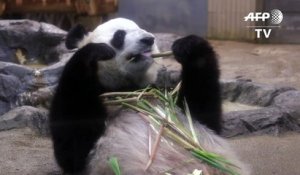 Japon : espoirs de bébé panda géant après un rare accouplement