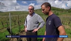Alsace : découverte de la plus vieille route des vins