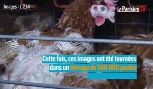 Maltraitance animale : nouvelle vidéo choc dans un élevage de poules