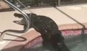 En Floride, une famille découvre un alligator dans sa piscine