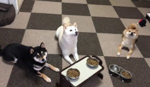 Ces chiens attendent patiemment avant de manger !