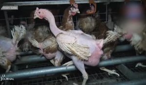 Un élevage à Chauché accusé de maltraitance animale