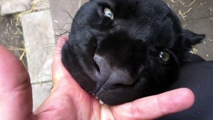 Ce Jaguar Vient Teter Les Doigts De Son Maitre Comme Un Gros Bebe Chat Attention Les Dents Sur Orange Videos