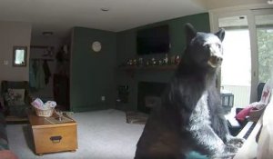 Un ours s’introduit dans une maison pour jouer du piano