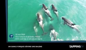 Un gang d’orques dévore une baleine, les images chocs ! (Vidéo)