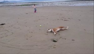 Ce chien rate la balle et décide de se coucher pour faire bonne figure...