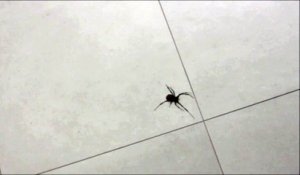 Le cauchemar de toute personne terrifiée par les araignées