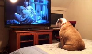 Un bouledogue aboie en regardant un film d'horreur !