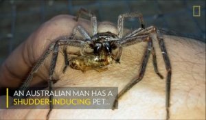 Une araignée géante dévore un criquet sur la main d'un homme