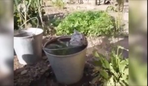 Oui ce chat adore les bains dans son seau d'eau